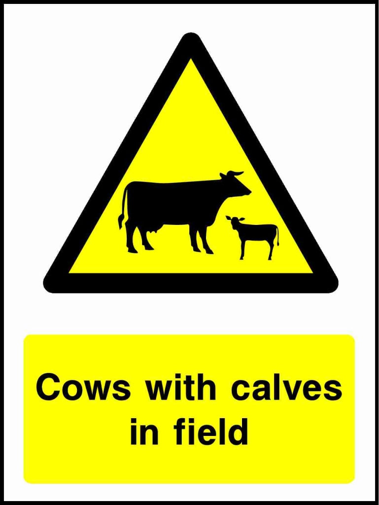 Cows with calves in field - Safety Decals Ltd